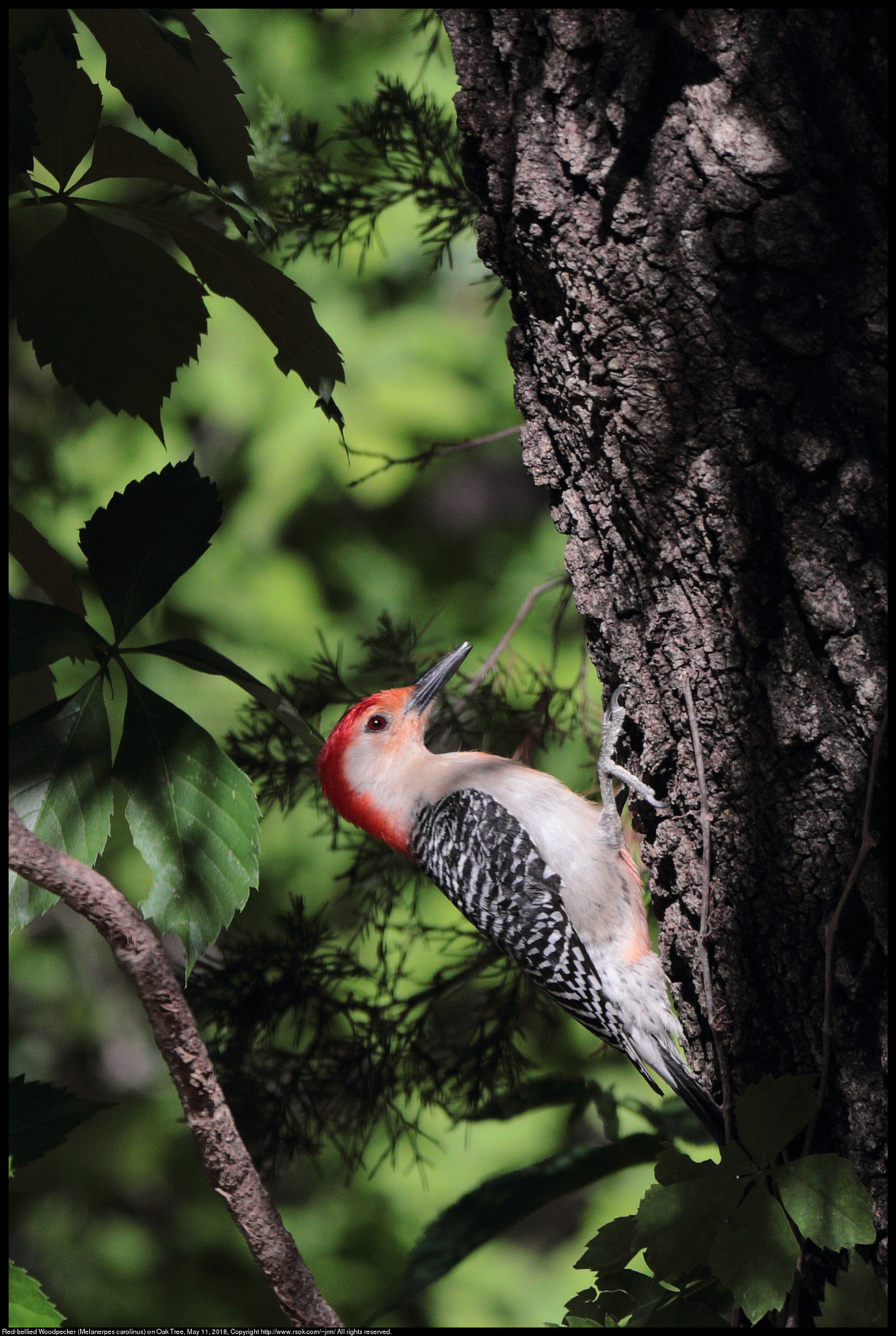 Canon EF 70-300 F4-5.6 IS II USM sample photo. Red-bellied woodpecker (melanerpes carolinus) photography
