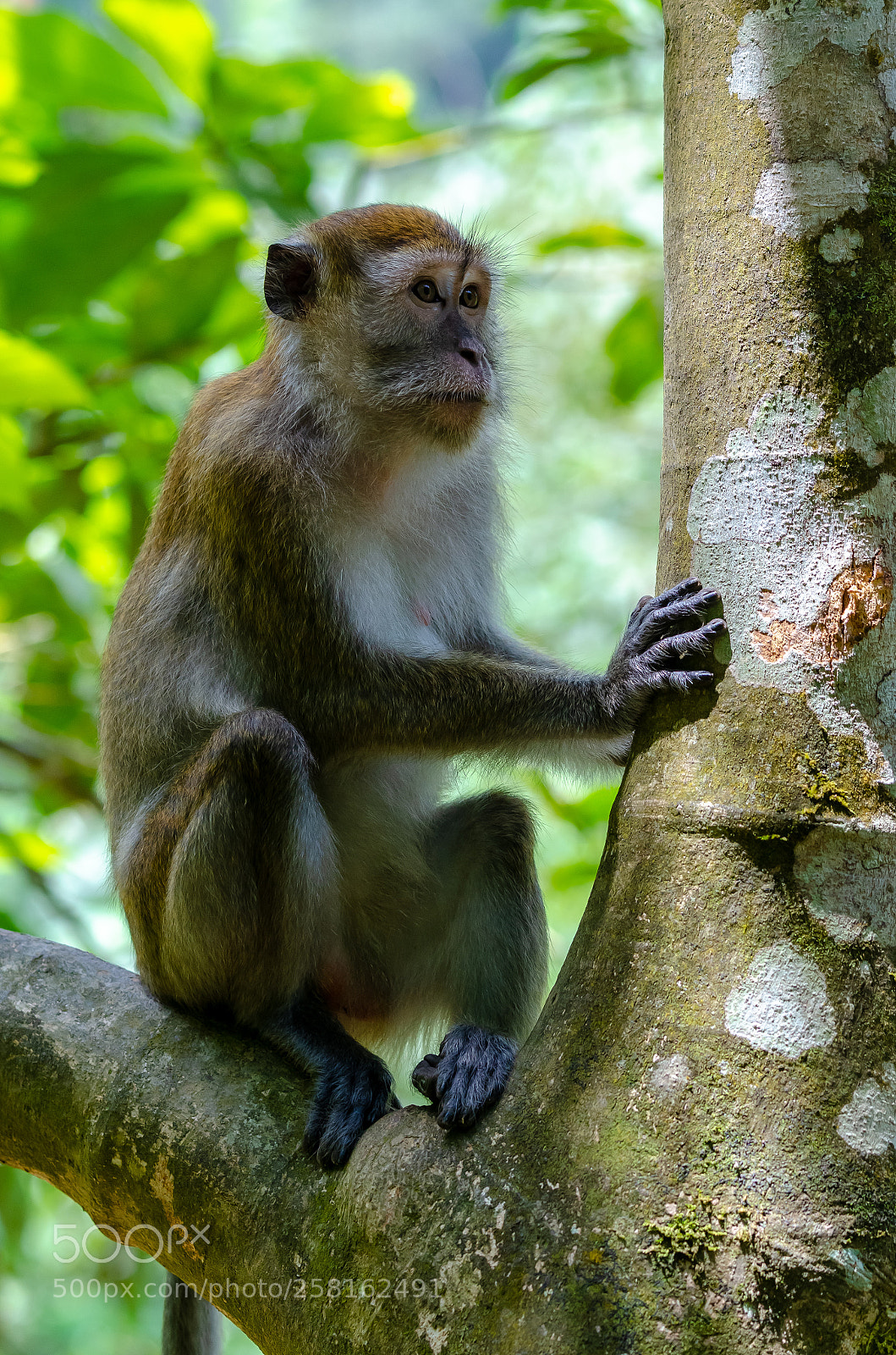 Nikon D7000 sample photo. Monkey photography