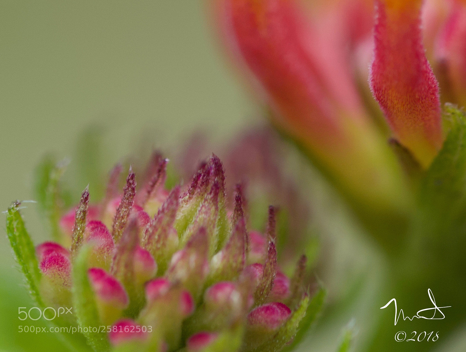 Nikon D750 sample photo. New spring blossoms photography