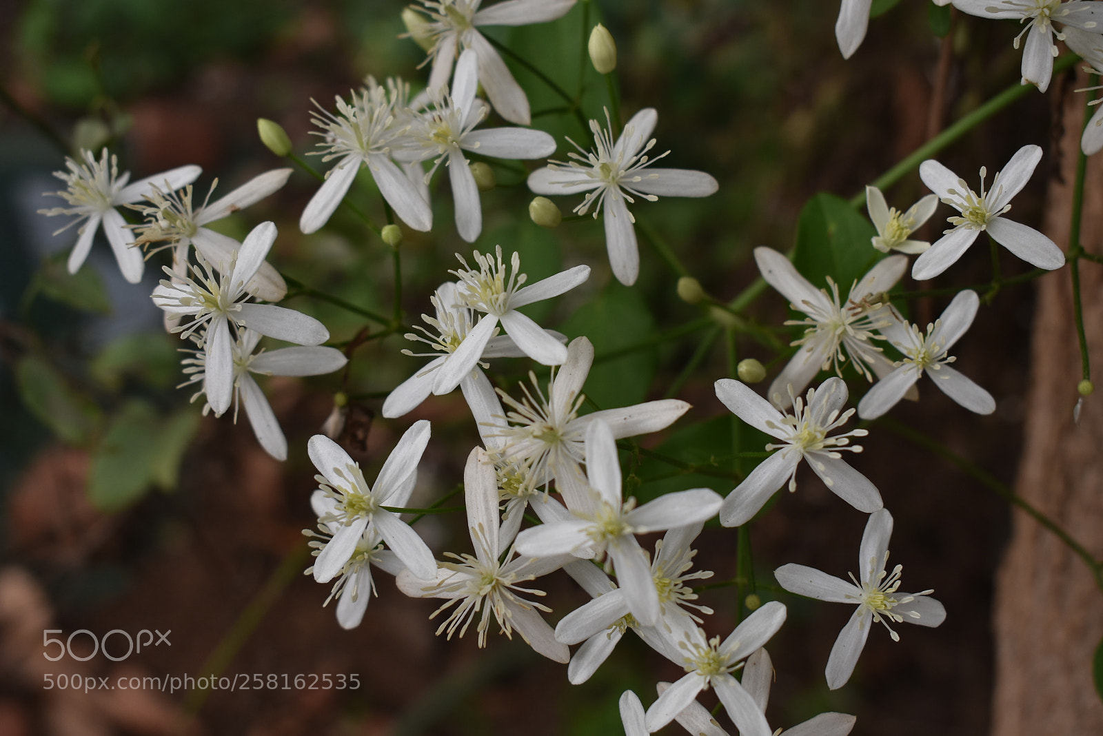Nikon D3400 sample photo. White flowers photography