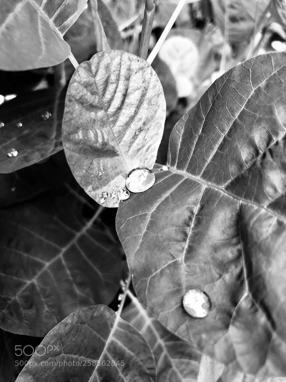 Apple iPhone 8 Plus sample photo. Jour de pluie photography