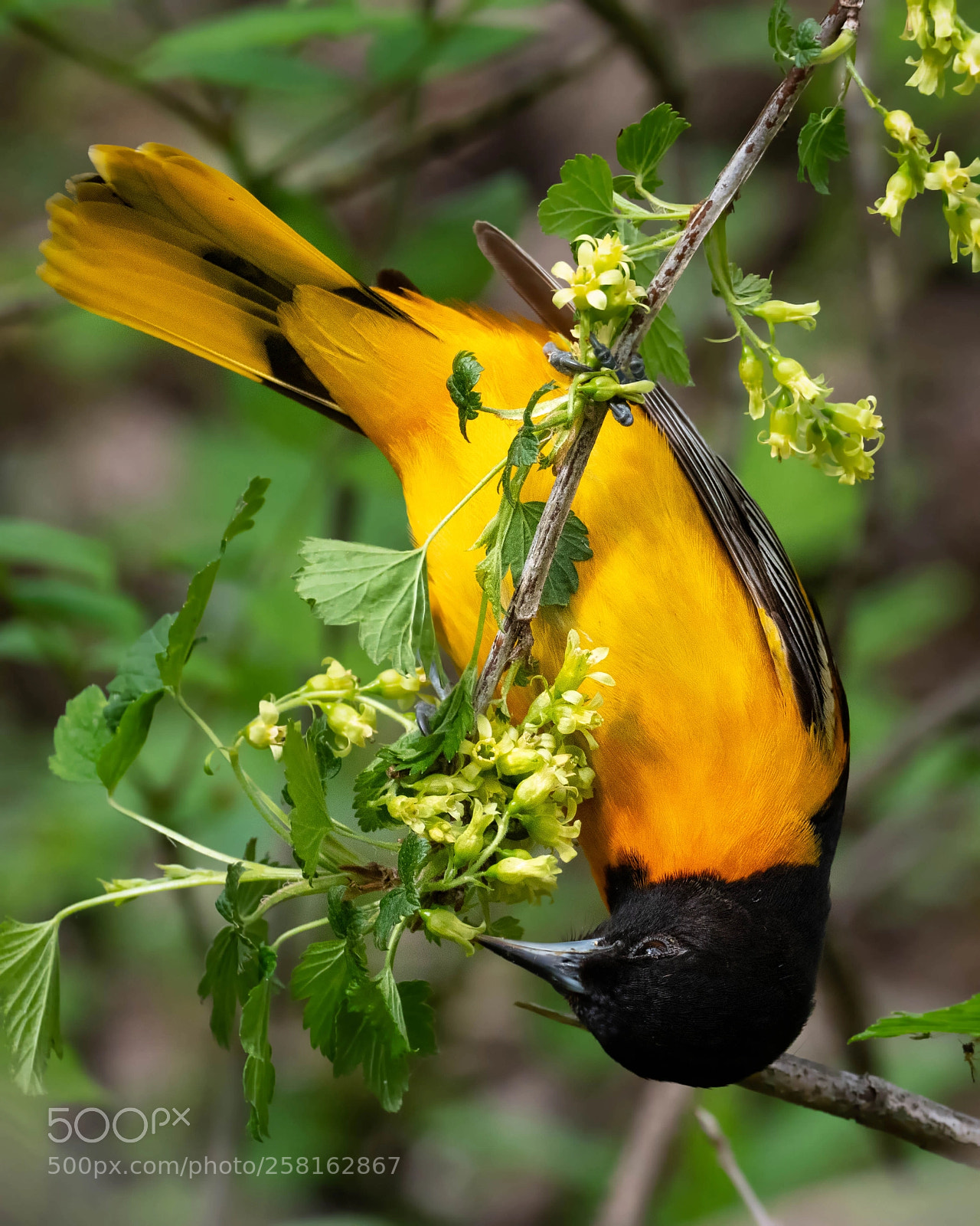 Olympus OM-D E-M1 Mark II sample photo. Oriole nectar photography