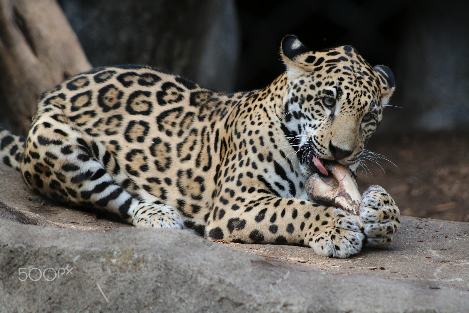 Canon EF 75-300mm f/4-5.6 USM sample photo. Female cub 9274 photography