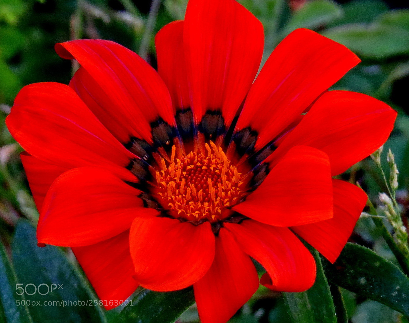 Canon PowerShot SX50 HS sample photo. A red flower photography