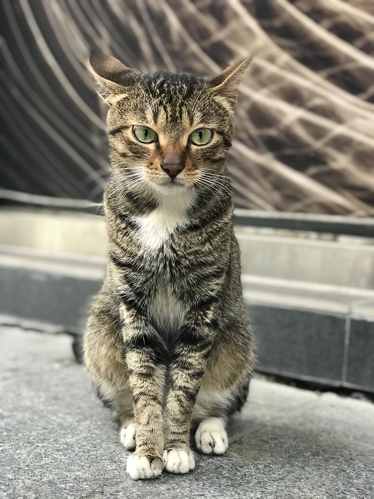Apple iPhone 7 Plus sample photo. Lovely cat i met photography