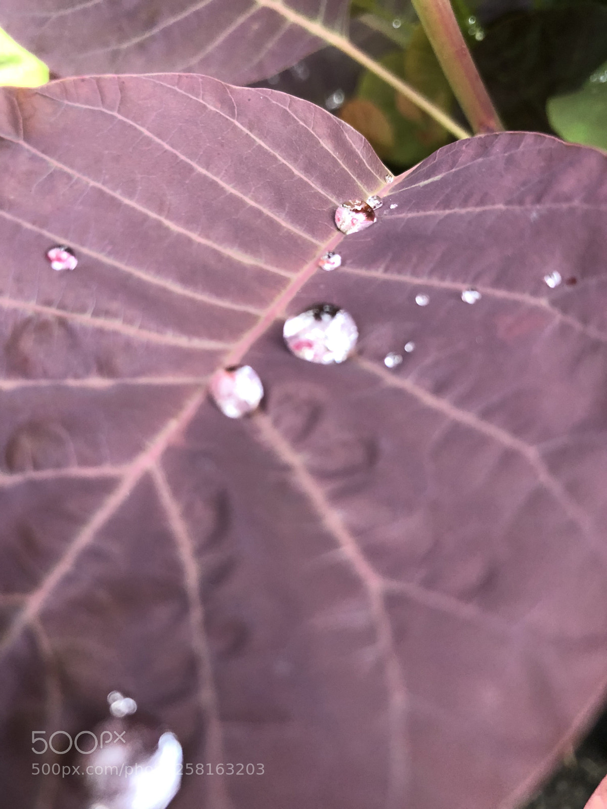 Apple iPhone 8 Plus sample photo. Untitled photography