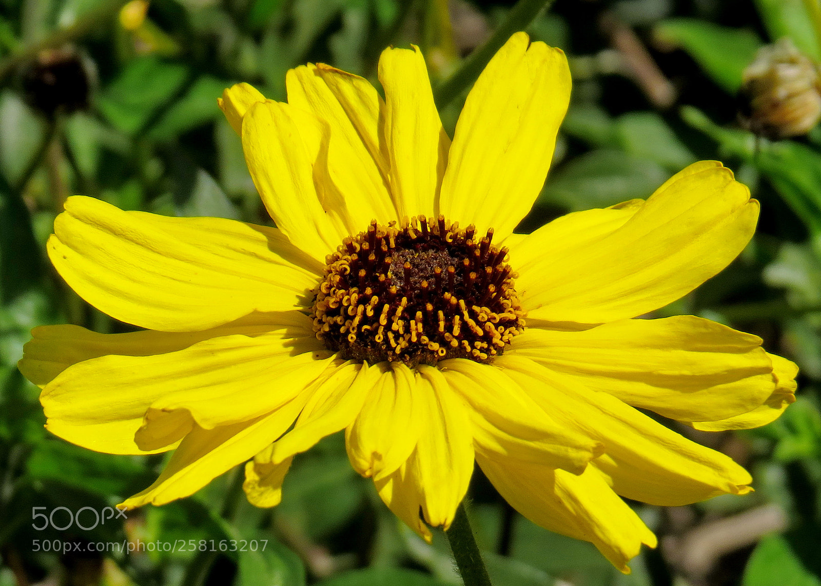 Canon PowerShot SX50 HS sample photo. Img photography