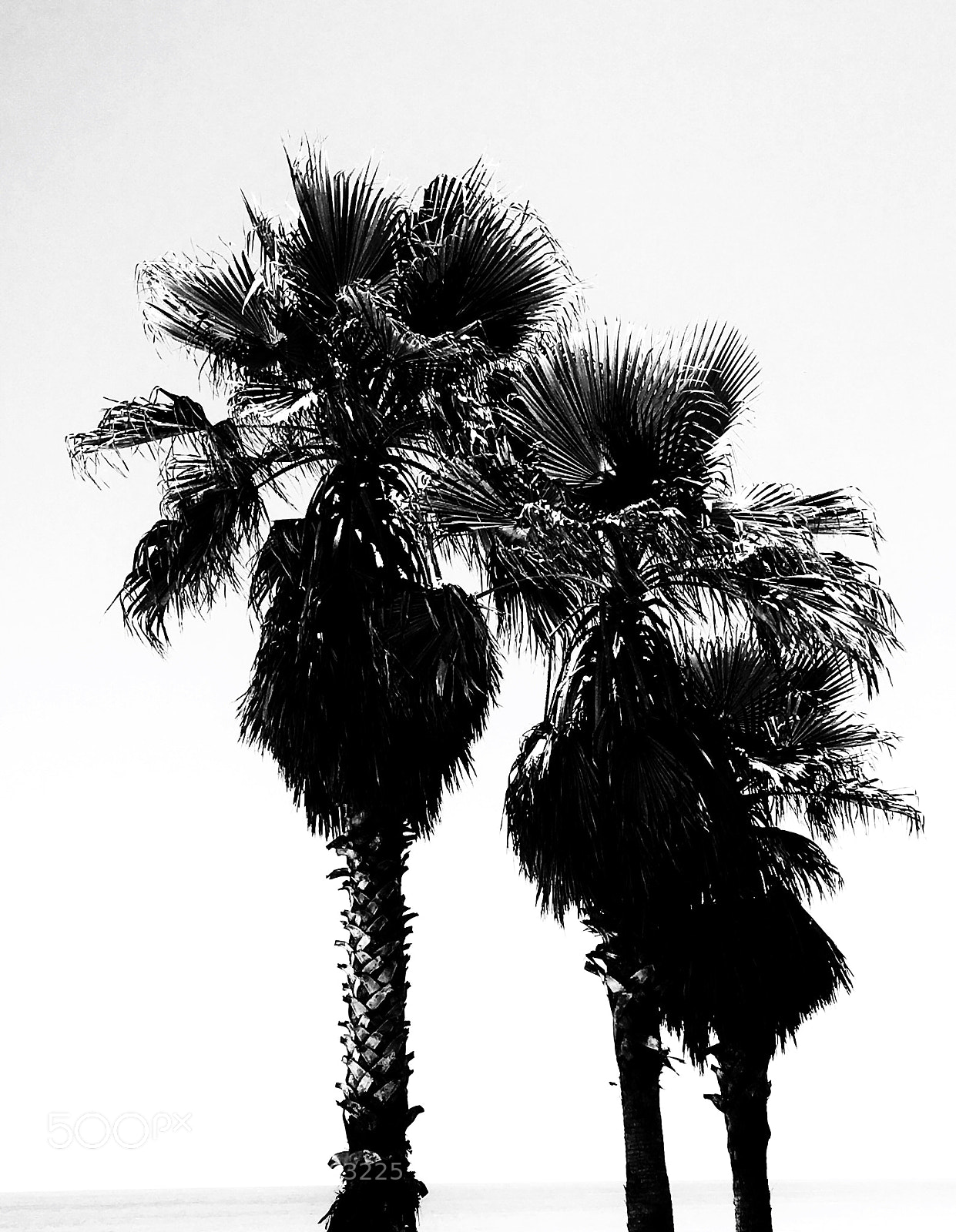 Apple iPhone SE sample photo. Palms photography