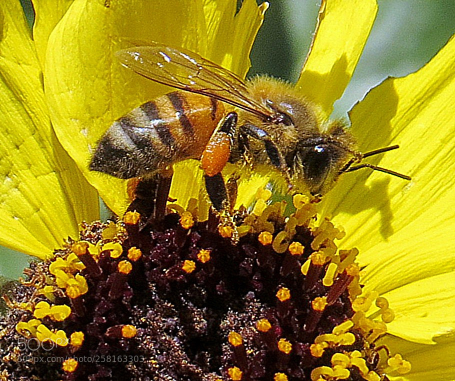 Canon PowerShot SX50 HS sample photo. A bee enjoying a photography