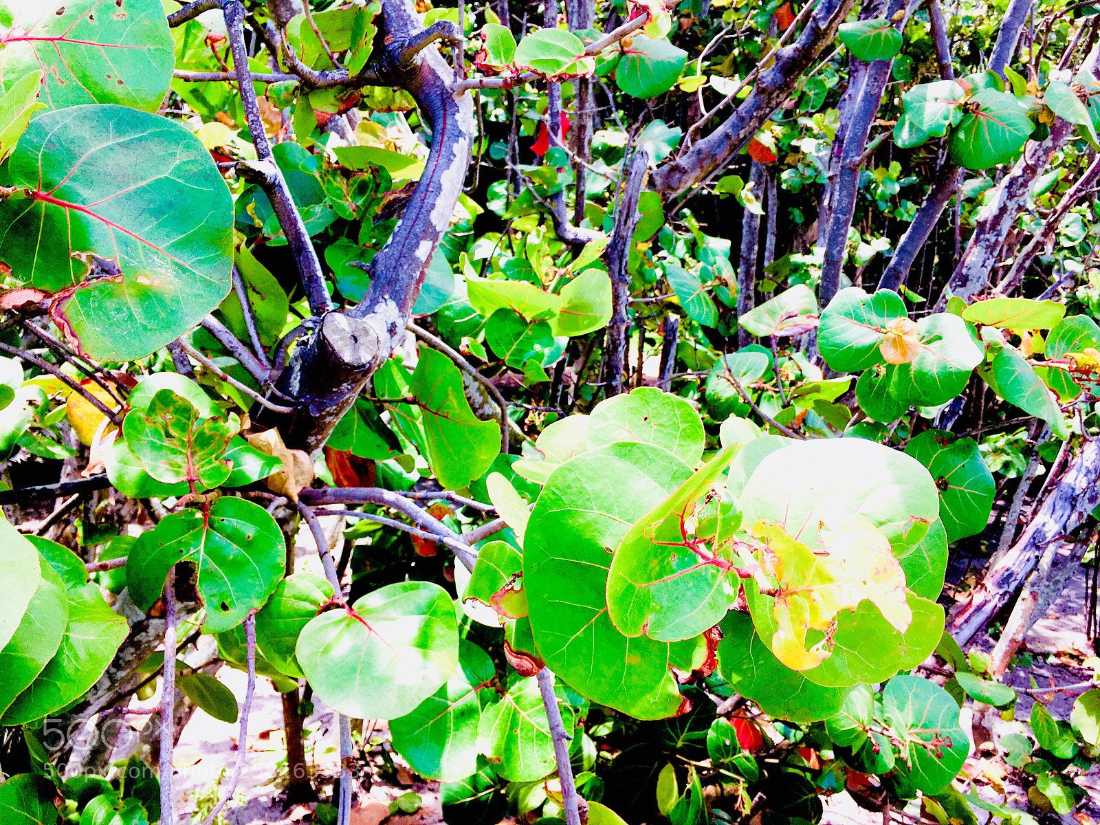 Apple iPhone SE sample photo. Green photography