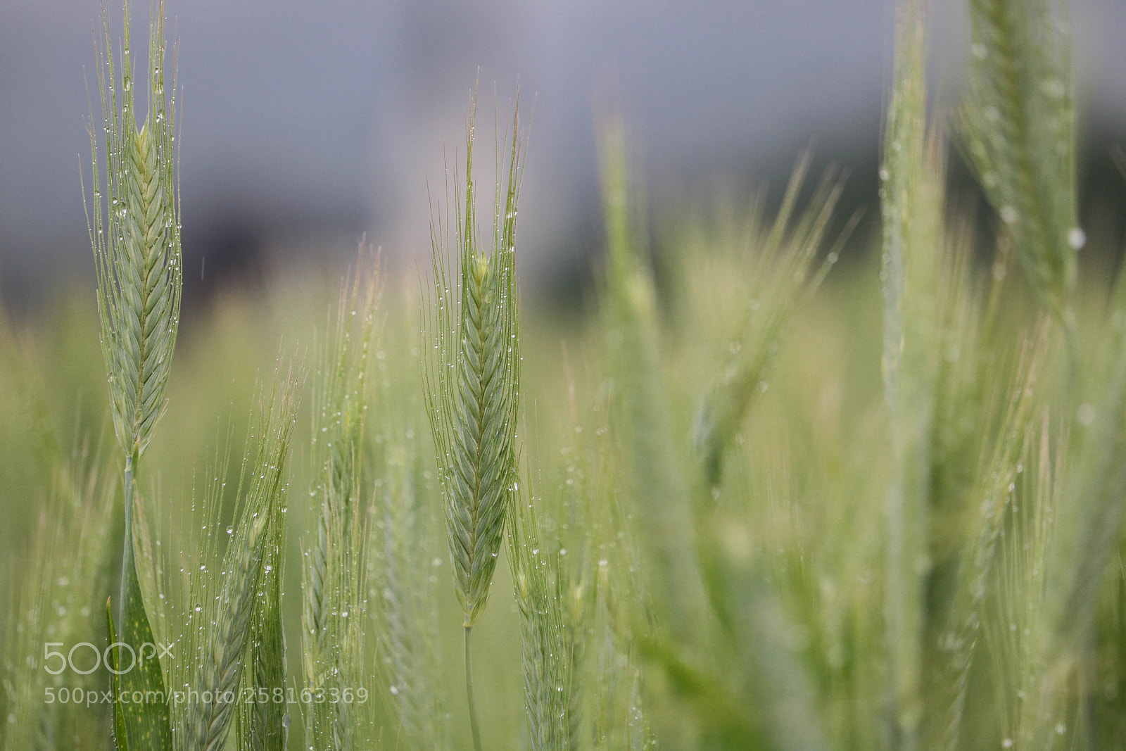 Canon EOS 750D (EOS Rebel T6i / EOS Kiss X8i) sample photo. Ein regentag... photography