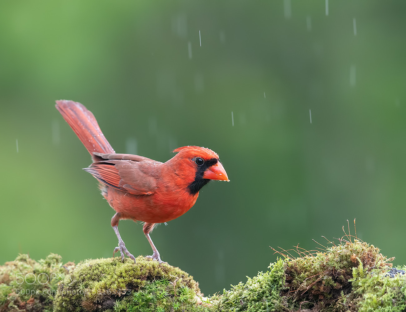 Canon EOS-1D X Mark II sample photo. Northern cardinal male in photography
