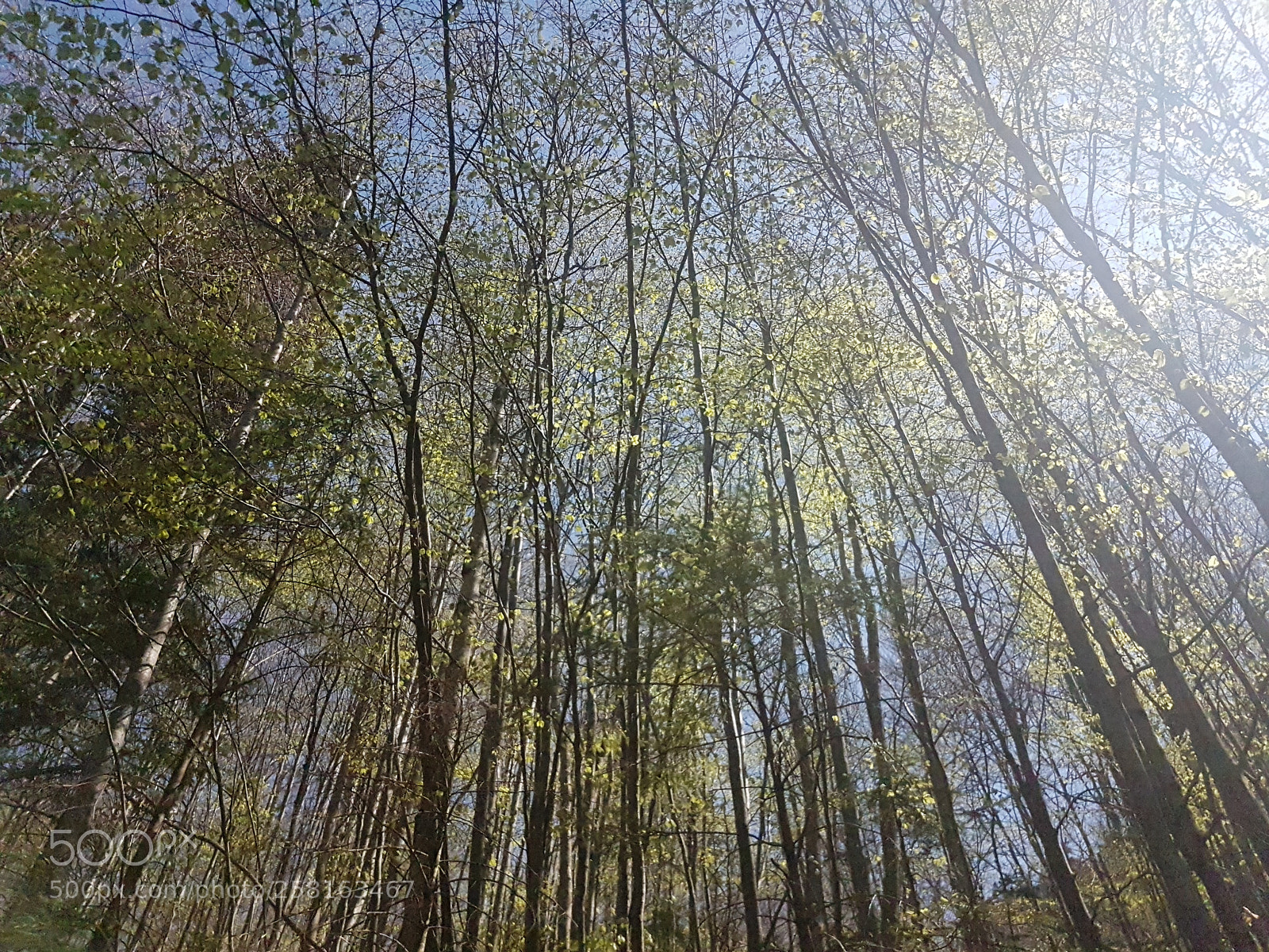 Samsung Galaxy S7 Edge sample photo. Forest near fussen photography