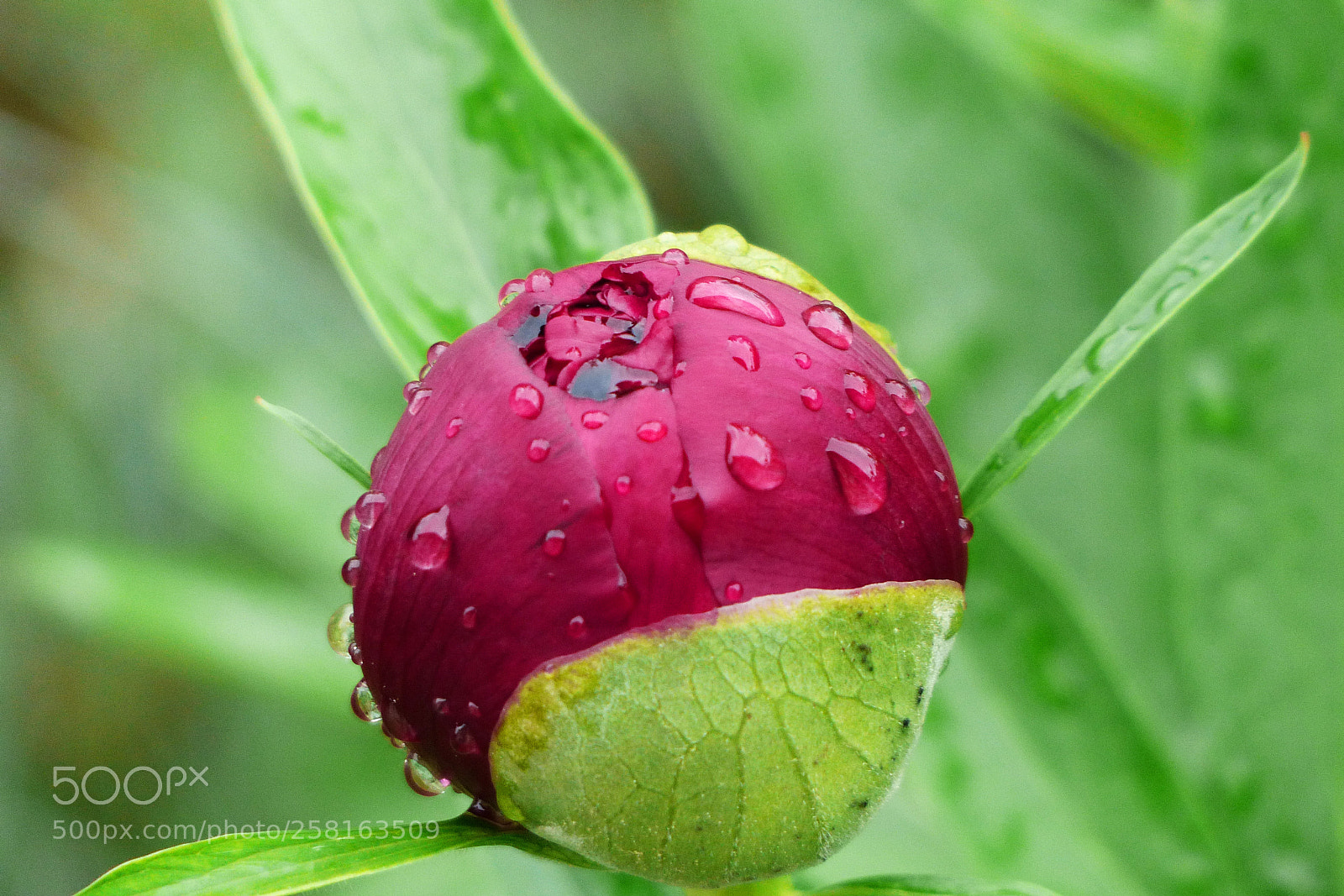 Panasonic Lumix DMC-FZ200 sample photo. Peony photography
