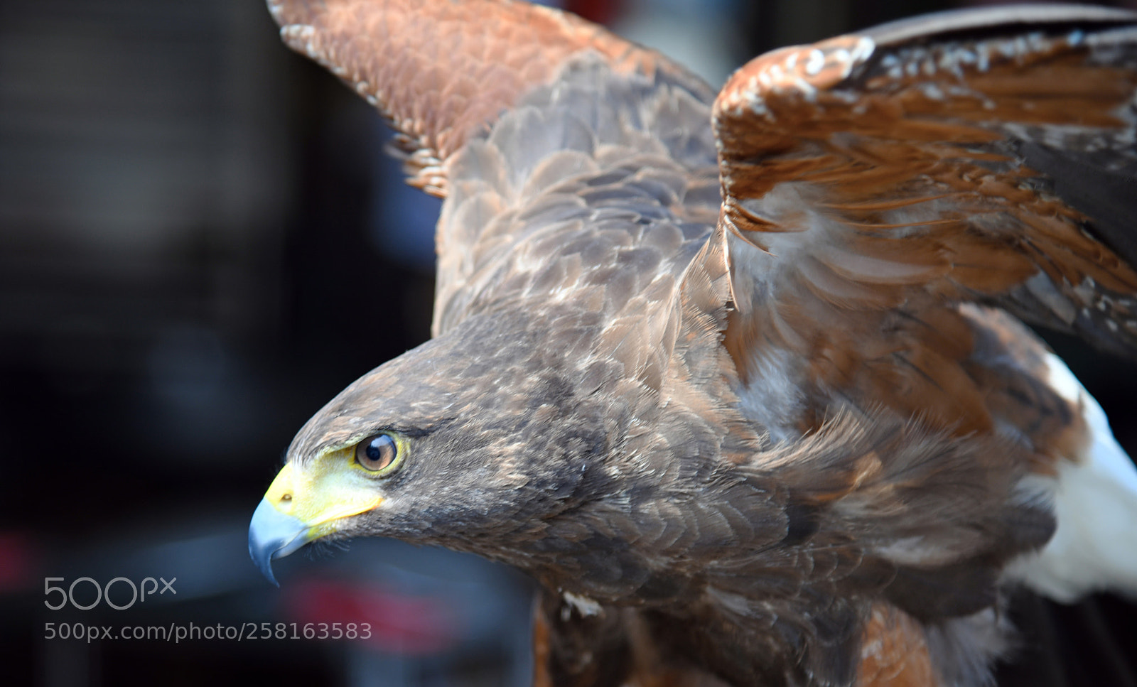 Nikon D850 sample photo. Depressed eagle photography