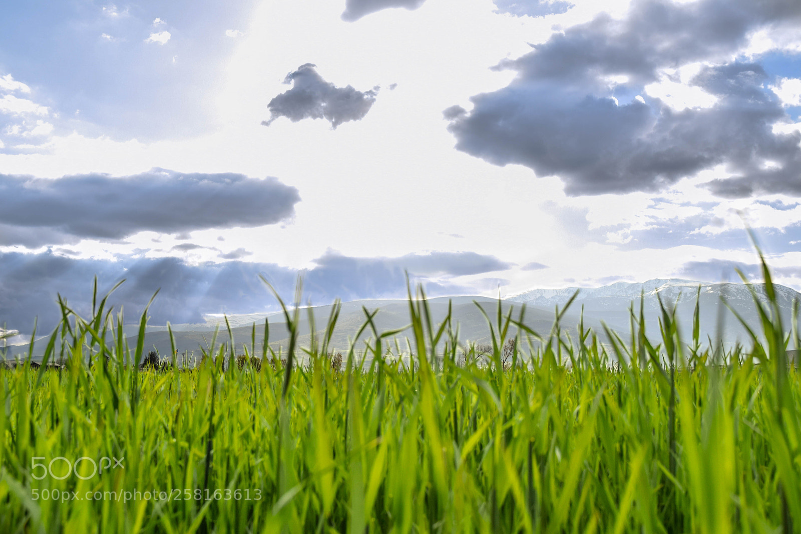 Nikon D5300 sample photo. Clouds above green grass photography
