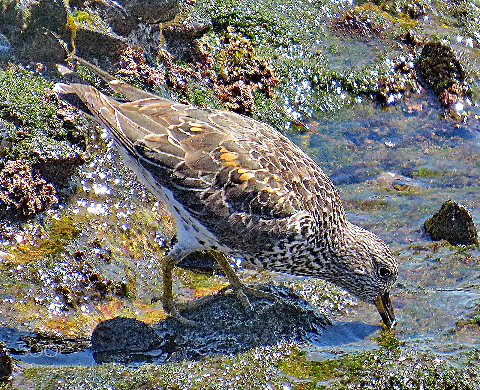 Canon PowerShot SX50 HS sample photo. Grey beach bird having photography