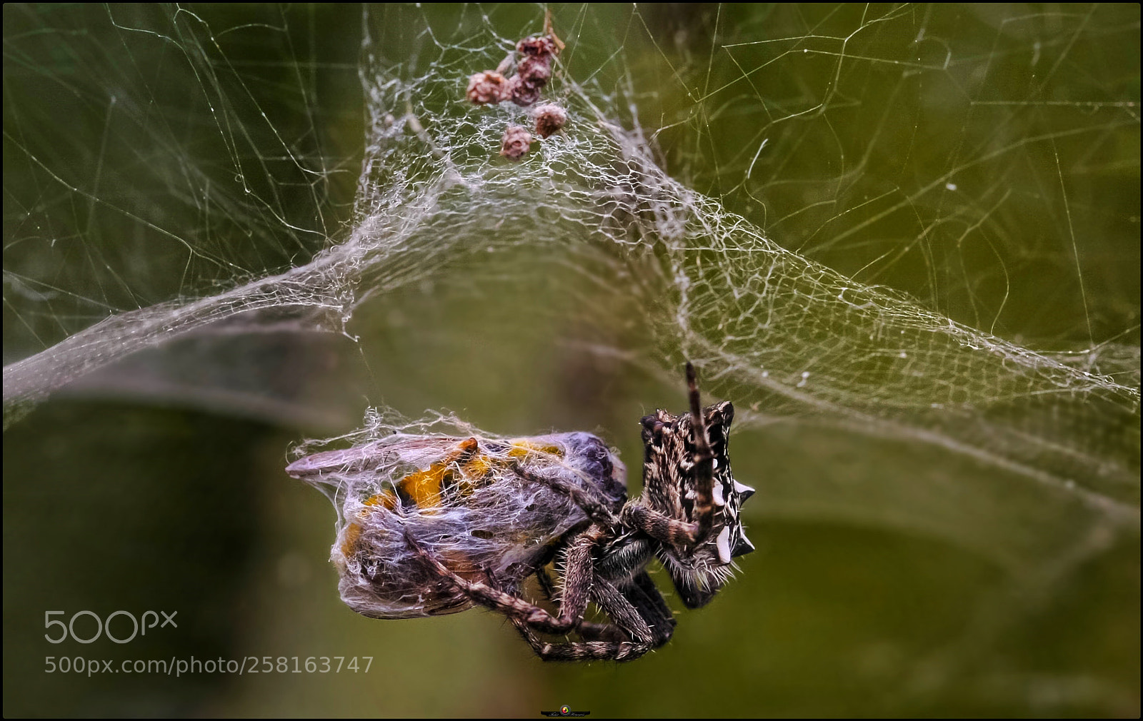 Canon EOS 40D sample photo. Death in the network photography