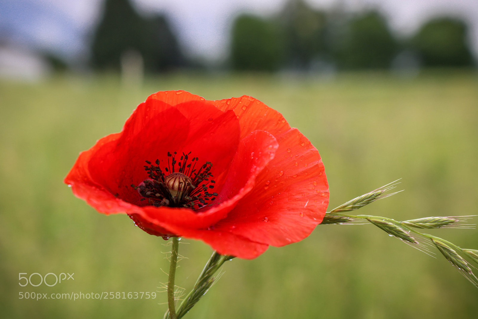 Canon EOS 750D (EOS Rebel T6i / EOS Kiss X8i) sample photo. Ein regentag... photography