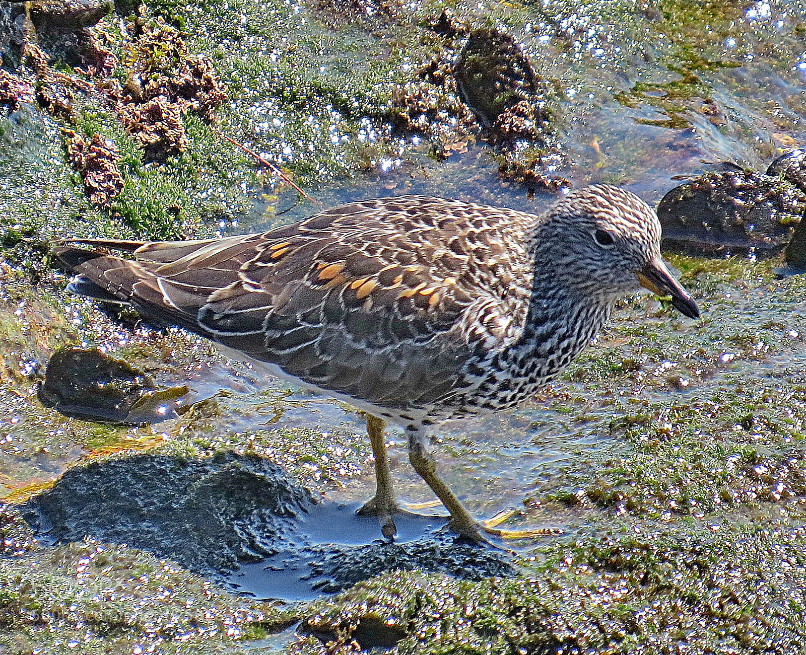 Canon PowerShot SX50 HS sample photo. Grey beach bird walking photography