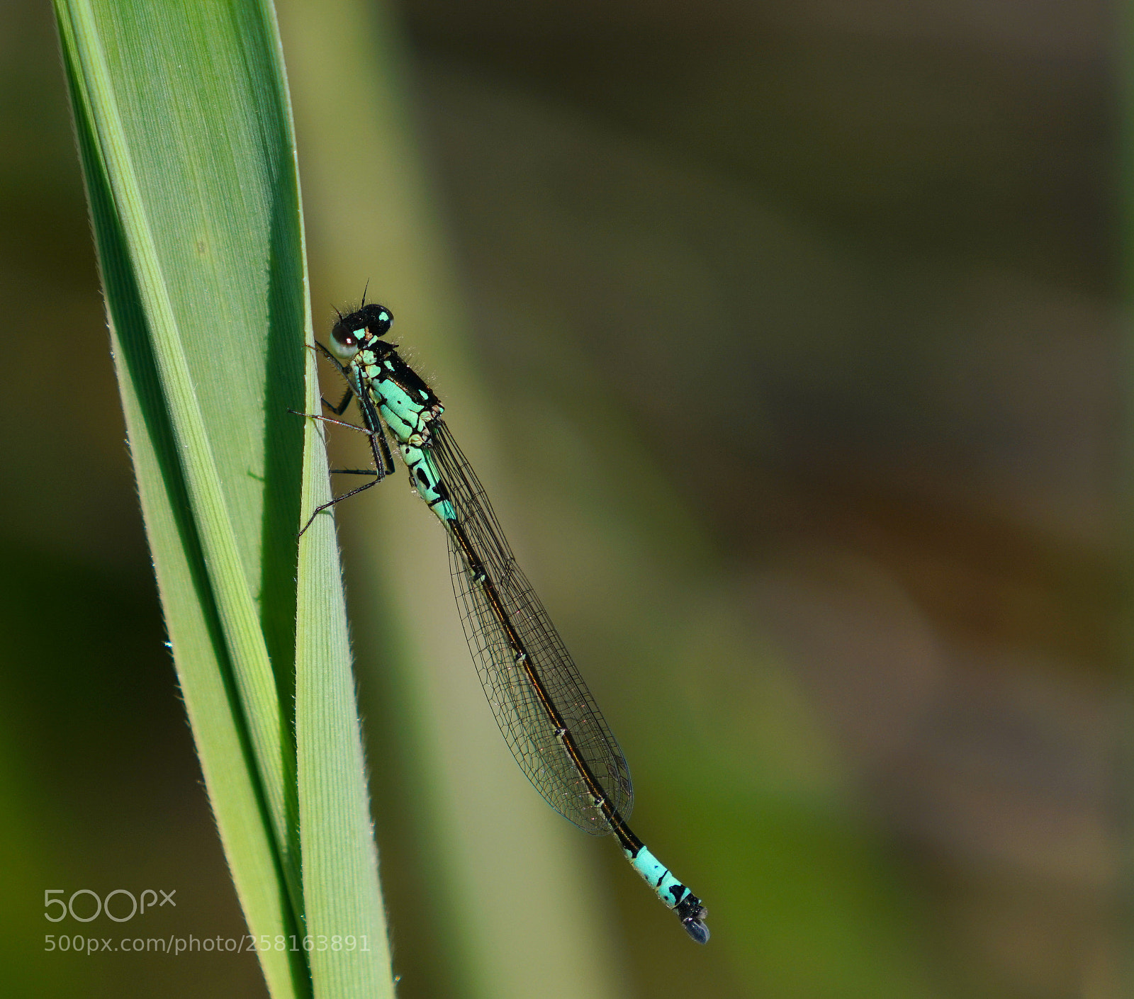 Sony a7R II sample photo. Norfolk damselfly photography