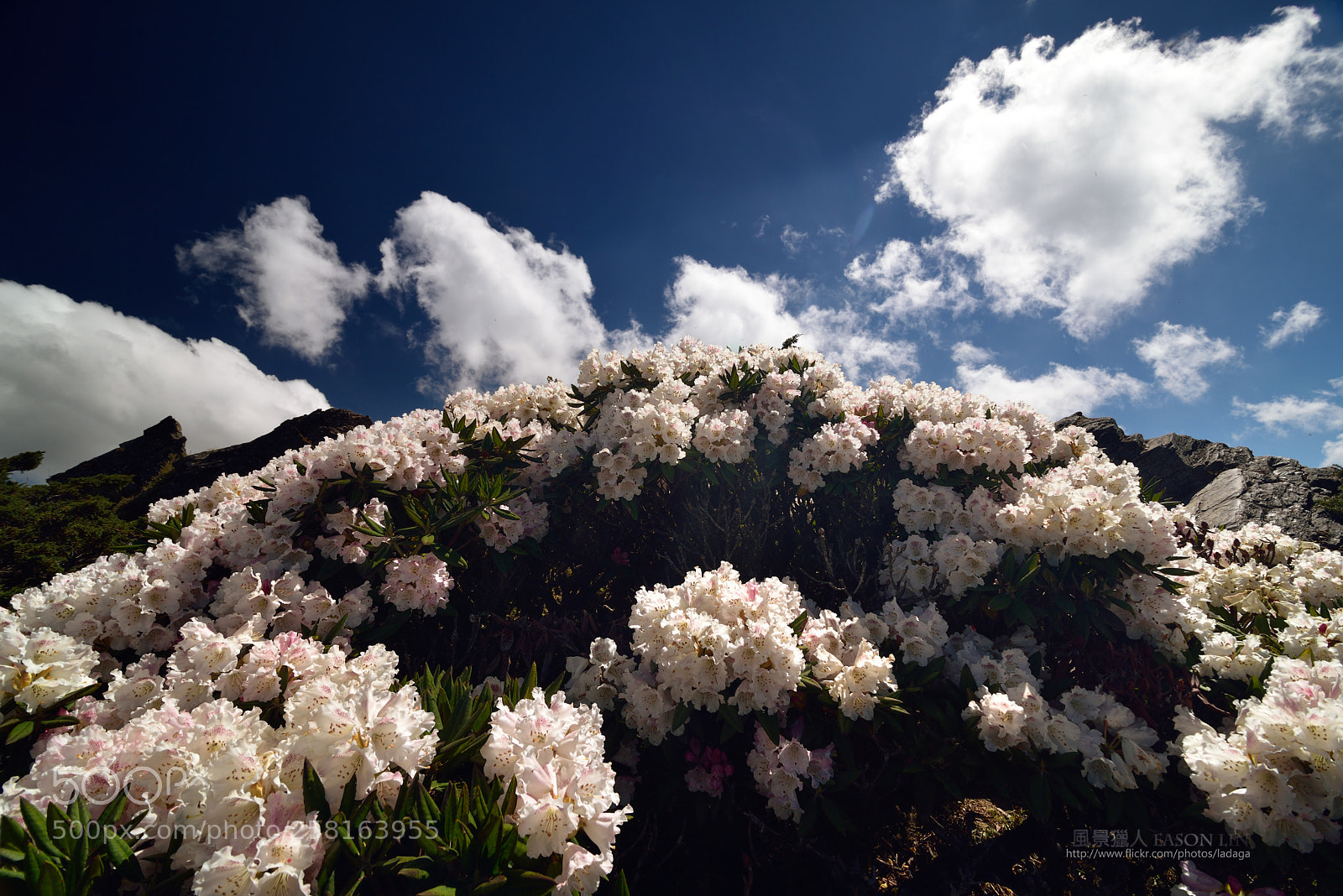 Nikon D810 sample photo. 飛翔吧! 愛心 photography
