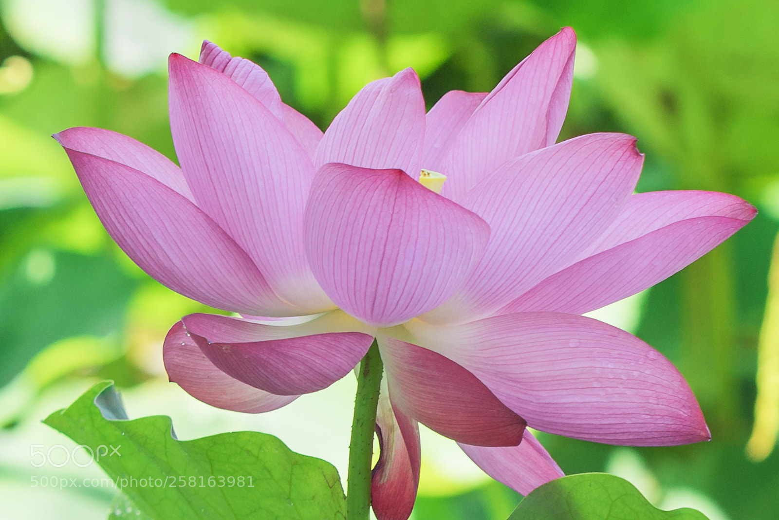 Sony a7R sample photo. Lotus photography
