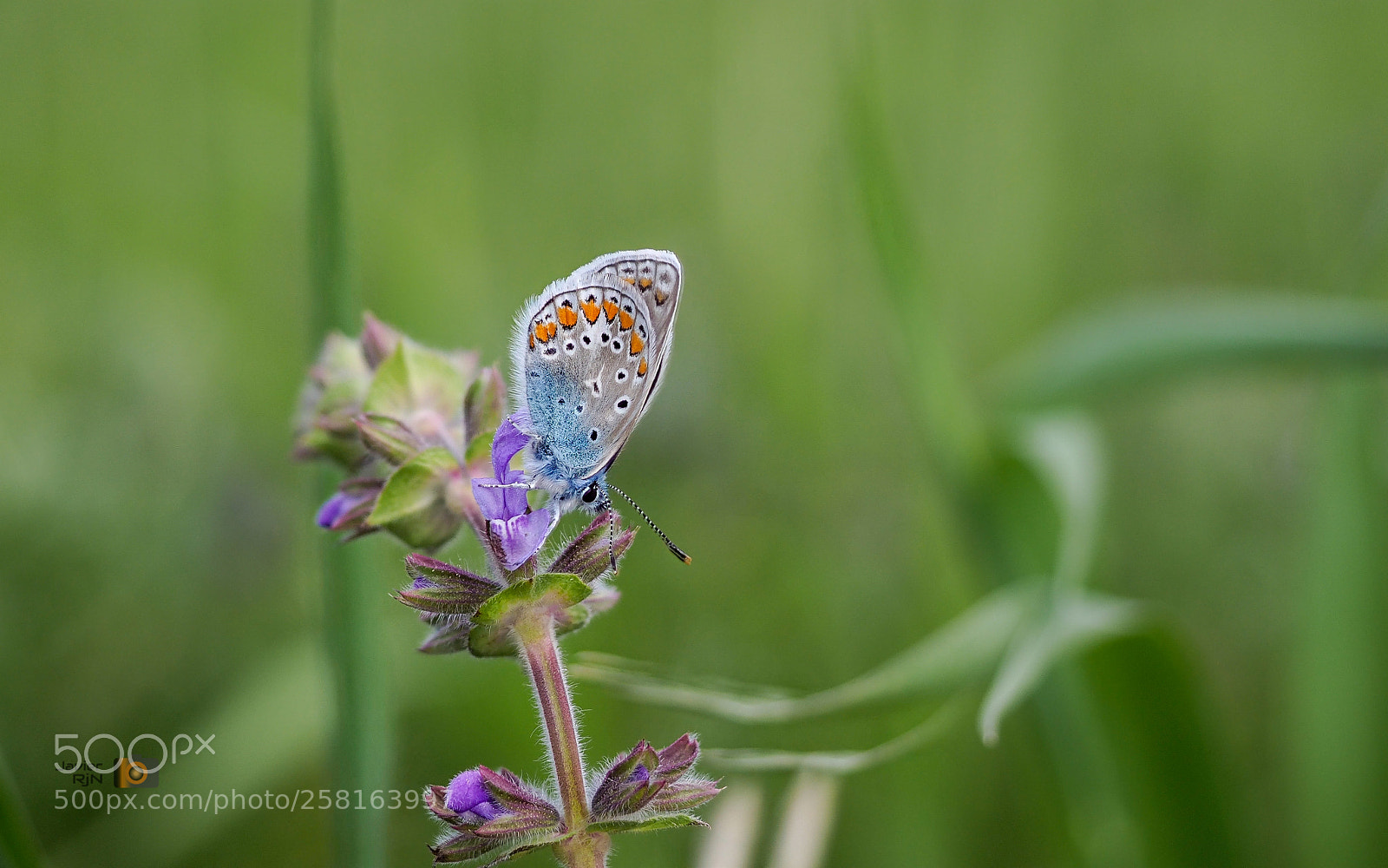 Olympus OM-D E-M1 Mark II sample photo. Mariposa azul photography