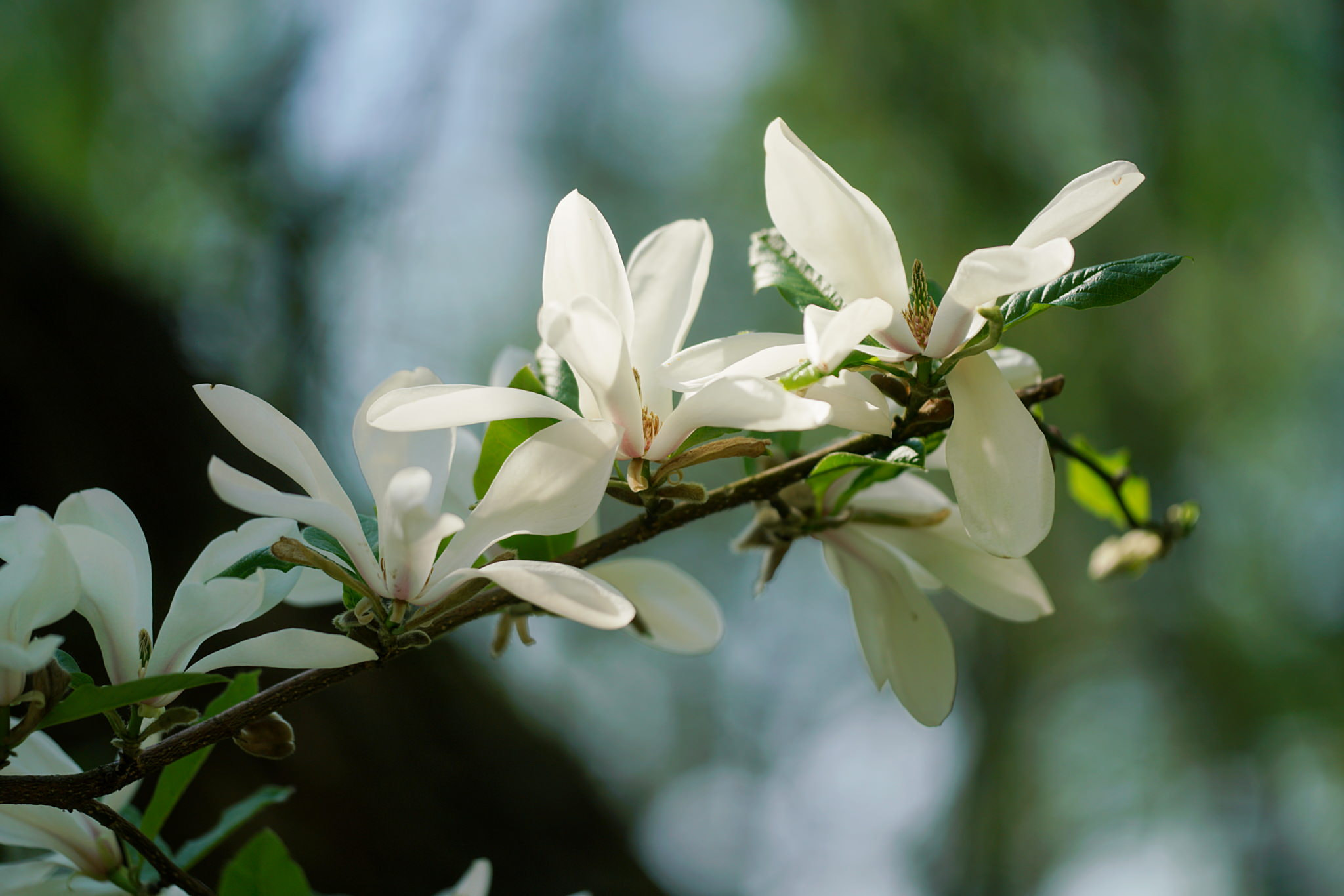 Sigma 150mm F2.8 EX DG Macro HSM sample photo. Magnolia photography