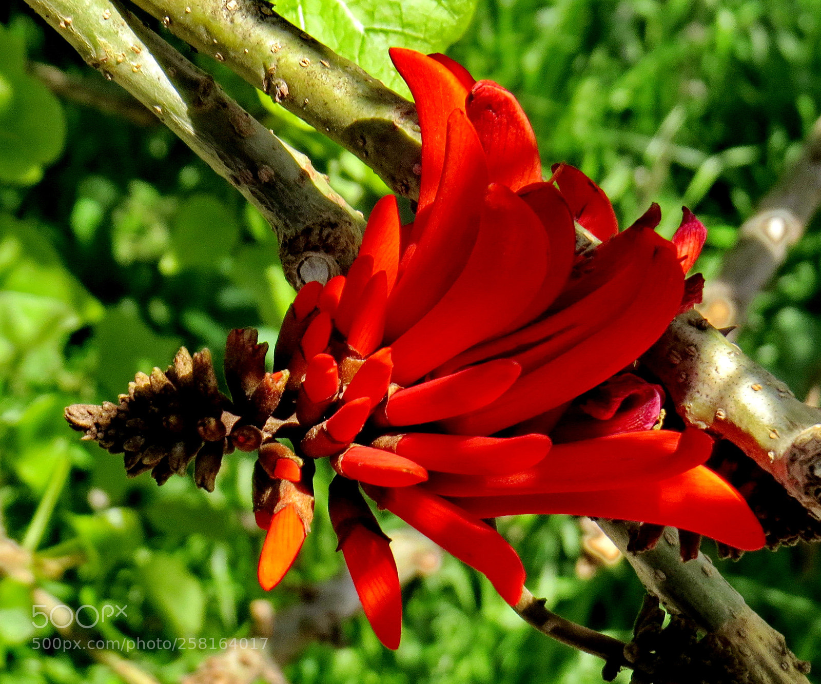 Canon PowerShot SX50 HS sample photo. A red pinecomb flower photography