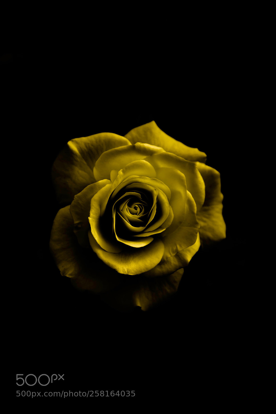 Nikon D500 sample photo. The rose photography