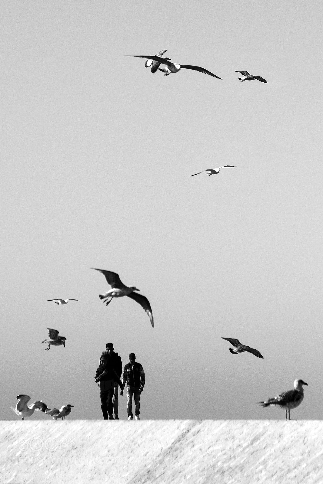 Canon EOS 6D sample photo. Birds photography