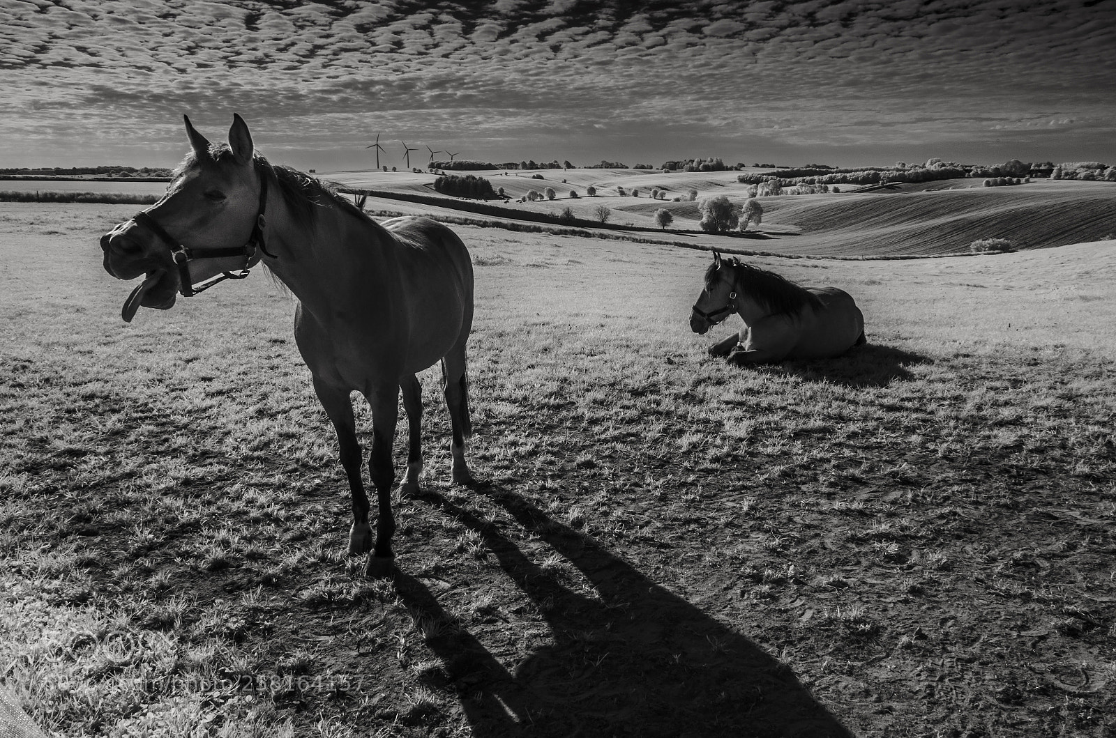 Nikon D7000 sample photo. Horses in the landscape photography