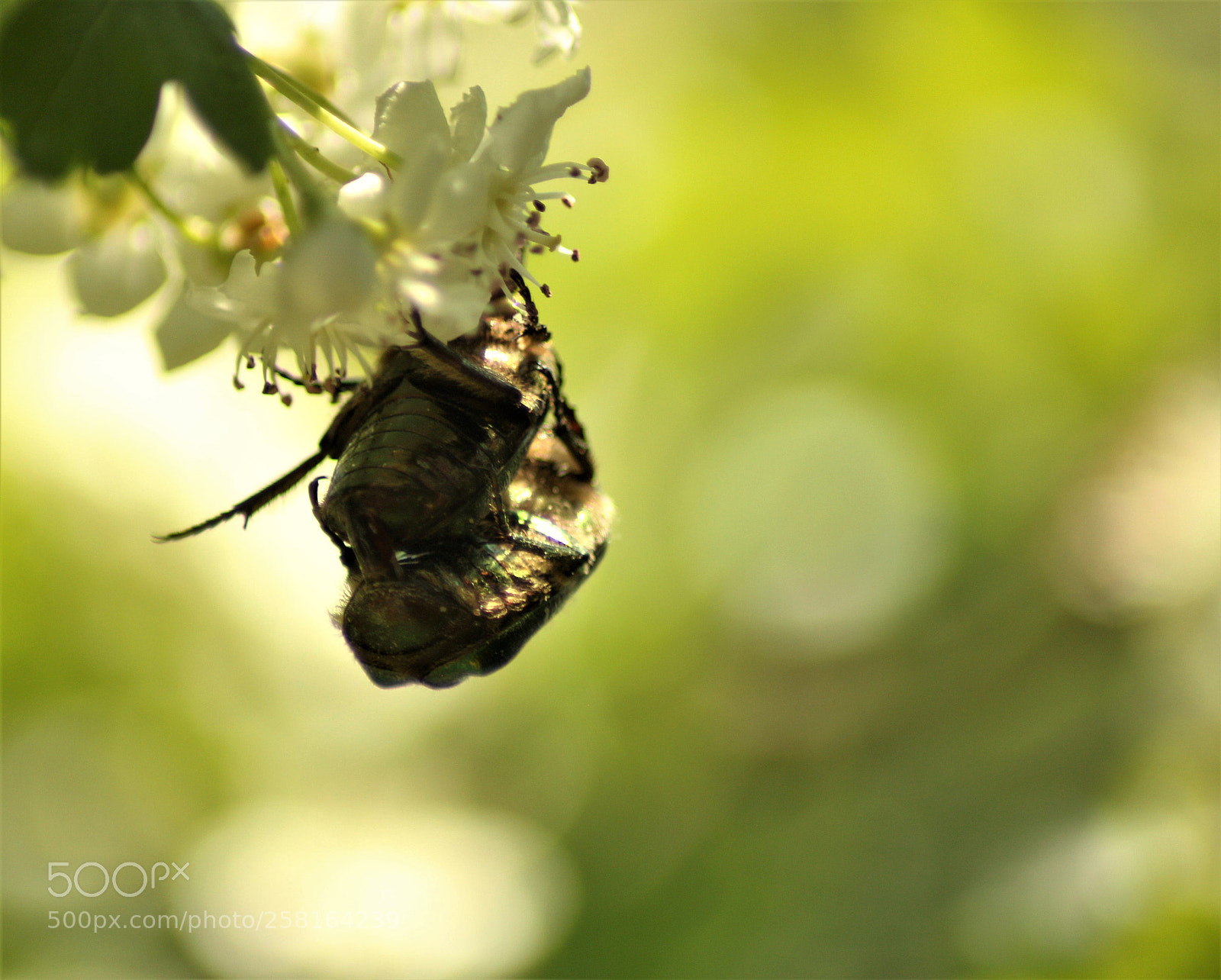 Canon EOS 1200D (EOS Rebel T5 / EOS Kiss X70 / EOS Hi) sample photo. Accouplement photography