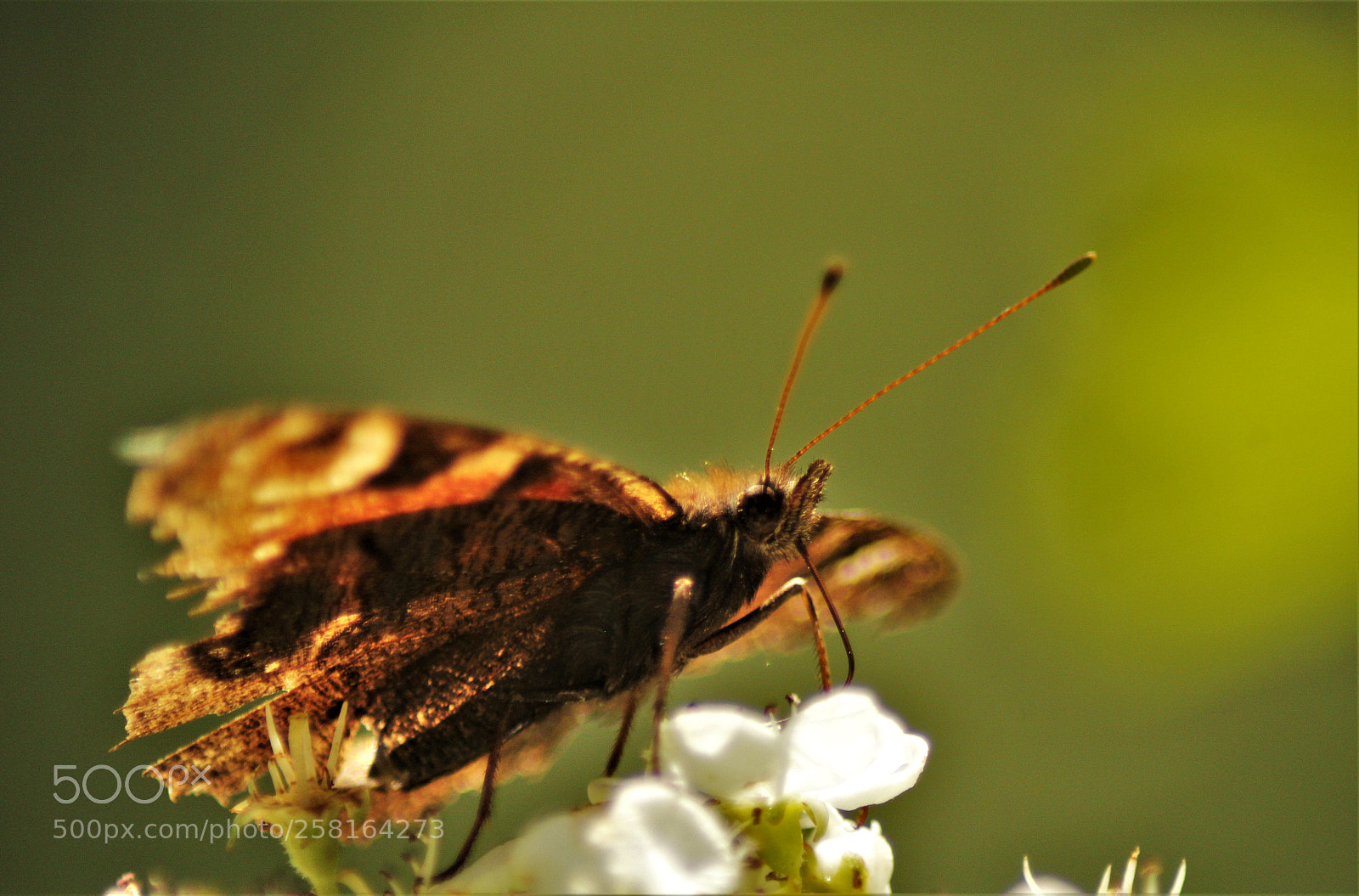 Canon EOS 1200D (EOS Rebel T5 / EOS Kiss X70 / EOS Hi) sample photo. Aglais io photography