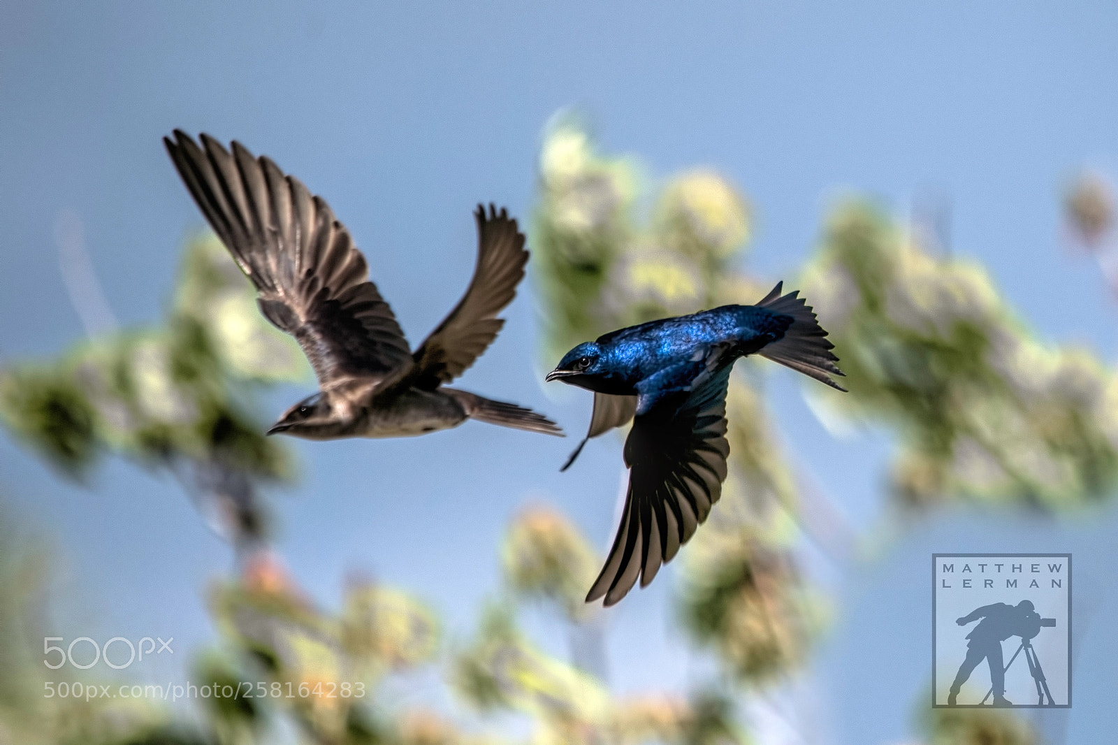 Nikon D810 sample photo. Swallows 1800 photography