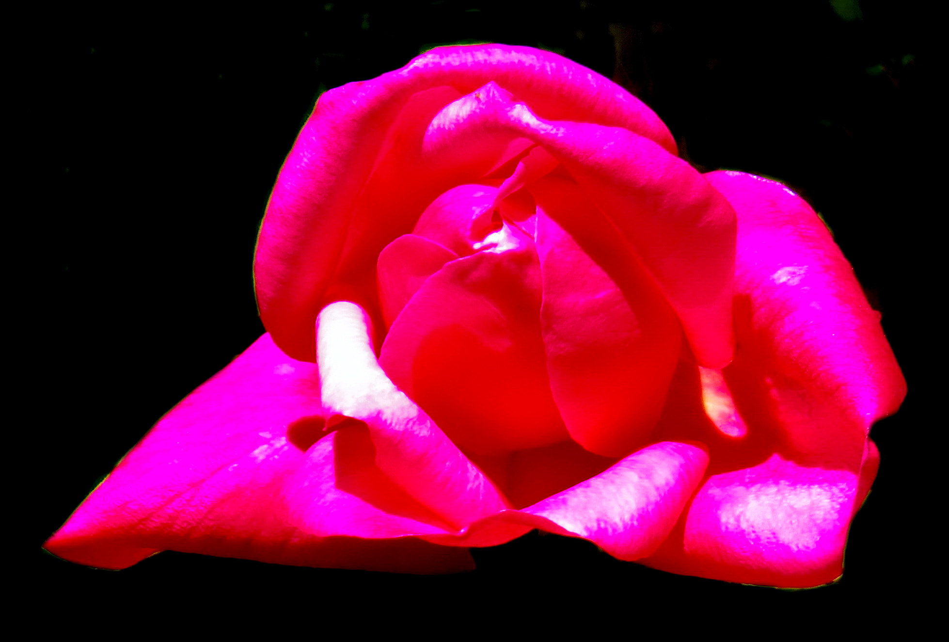 4.3 - 215.0 mm sample photo. A blossoming pink rose photography