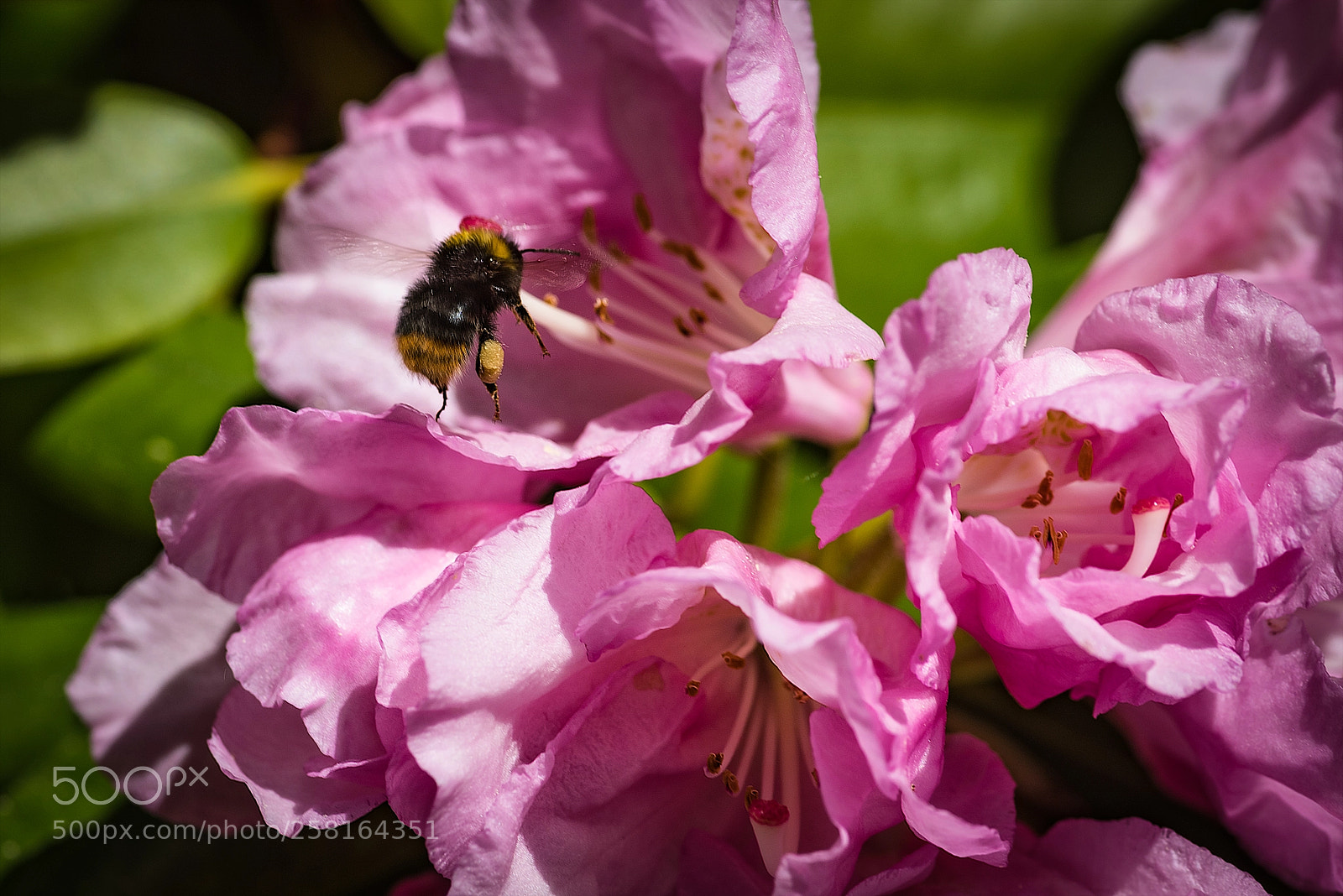 Nikon D810 sample photo. ...approach for landing photography