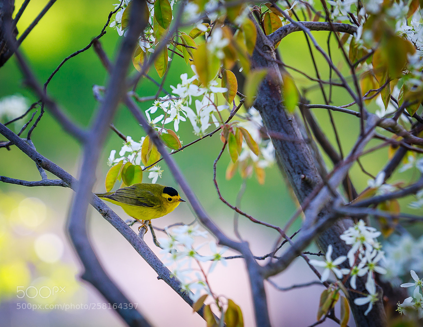Canon EOS 6D sample photo. Warbler in spring photography