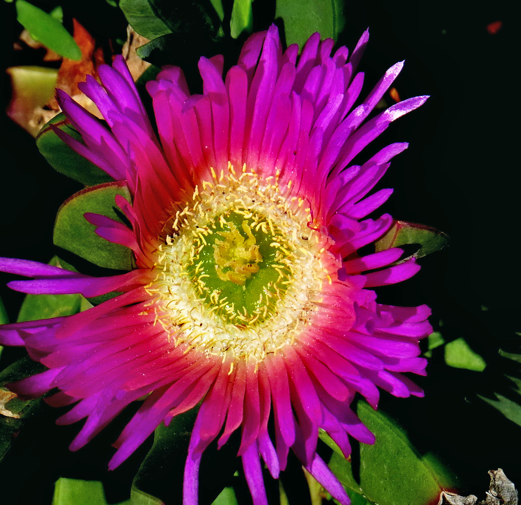 Canon PowerShot SX50 HS + 4.3 - 215.0 mm sample photo. A purple dandelion flower photography