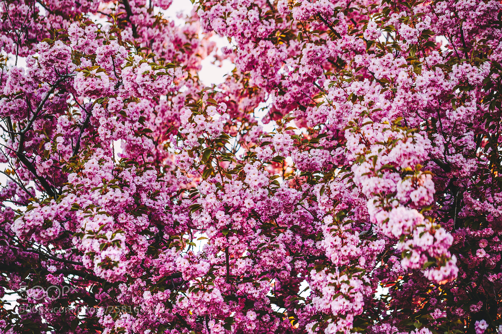Canon EOS 6D sample photo. Sakura trees photography