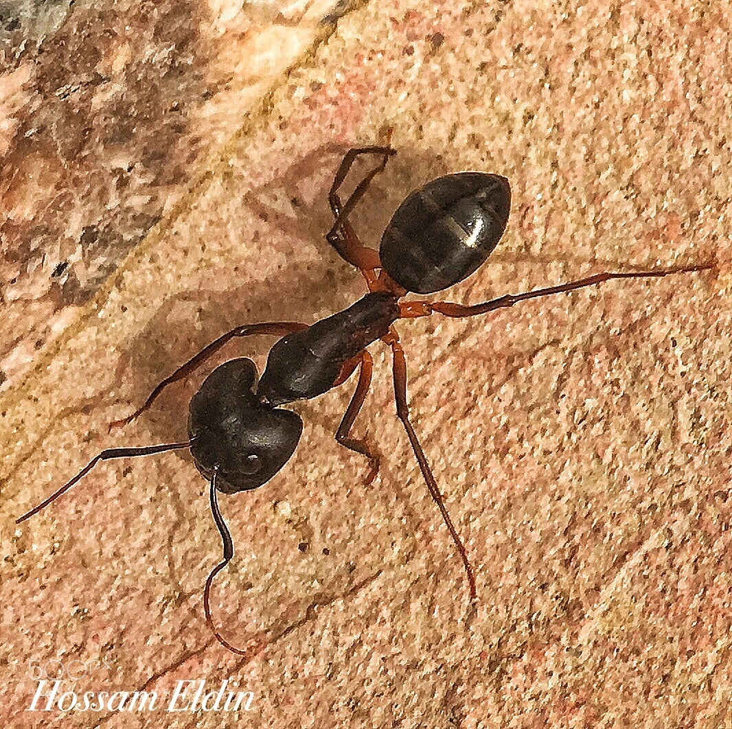 Apple iPhone 6s Plus sample photo. Small life  photography