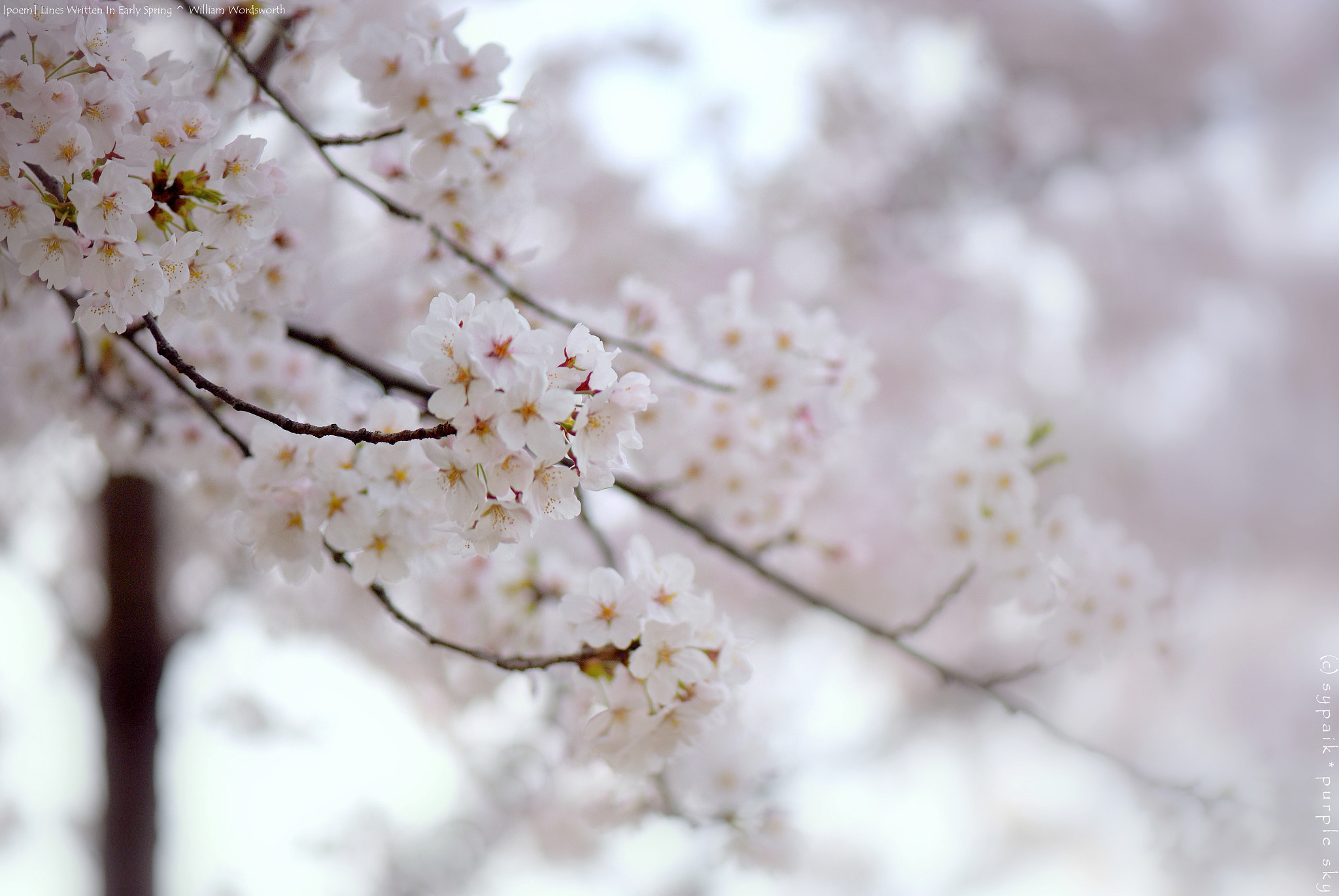 Nikon AF-S Micro-Nikkor 105mm F2.8G IF-ED VR sample photo. Lines written in early spring ** photography