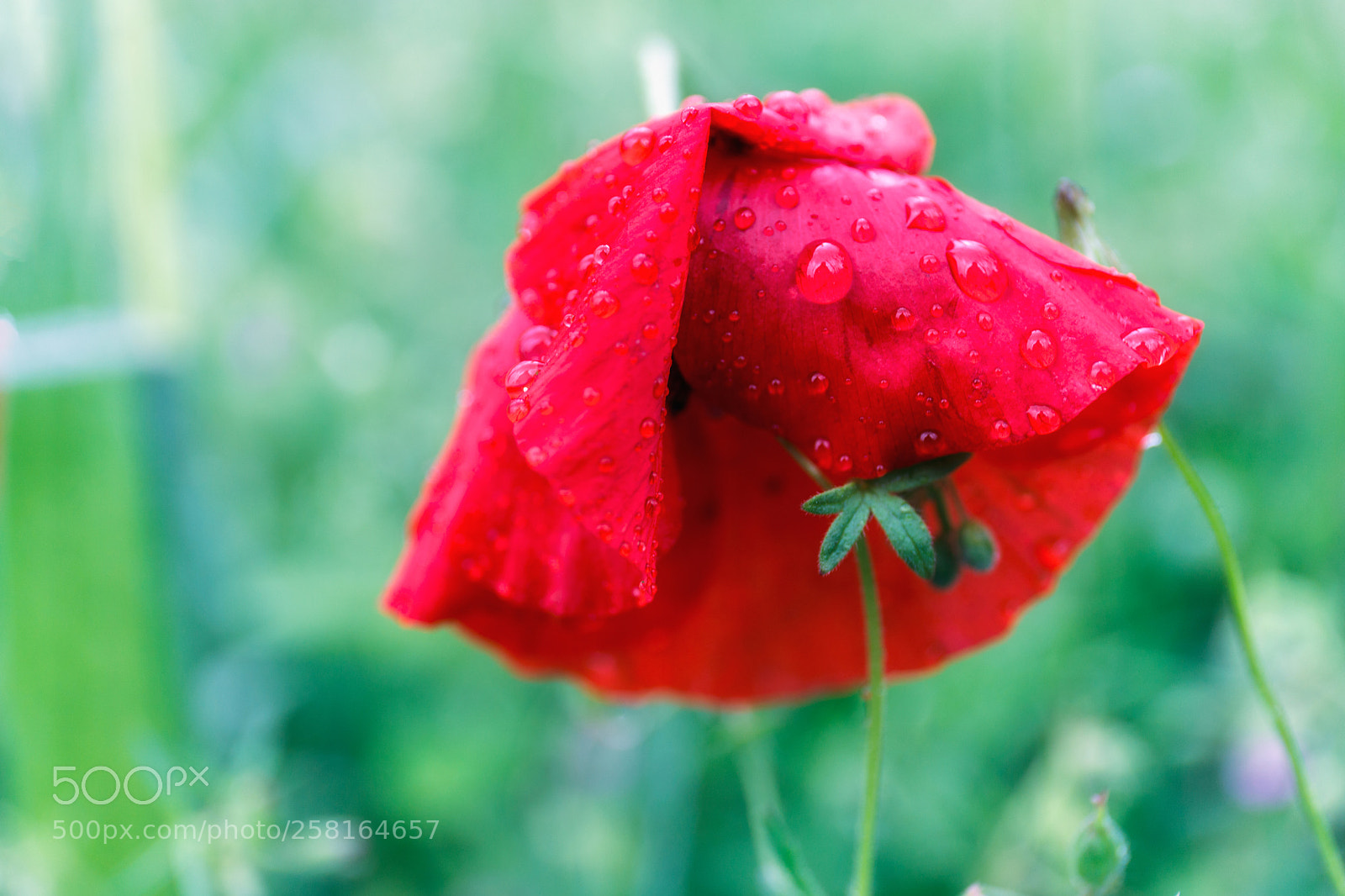 Canon EOS 6D Mark II sample photo. Poppy in the rain photography