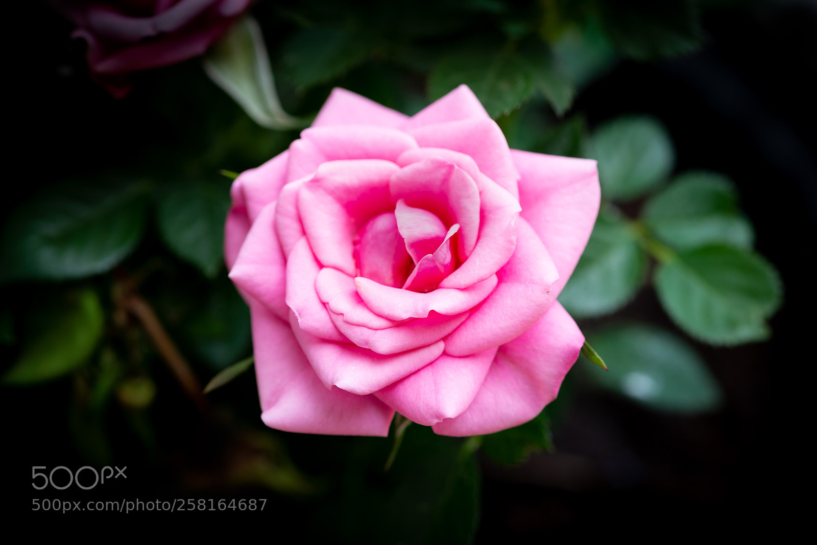 Nikon D610 sample photo. Natural beauty photography