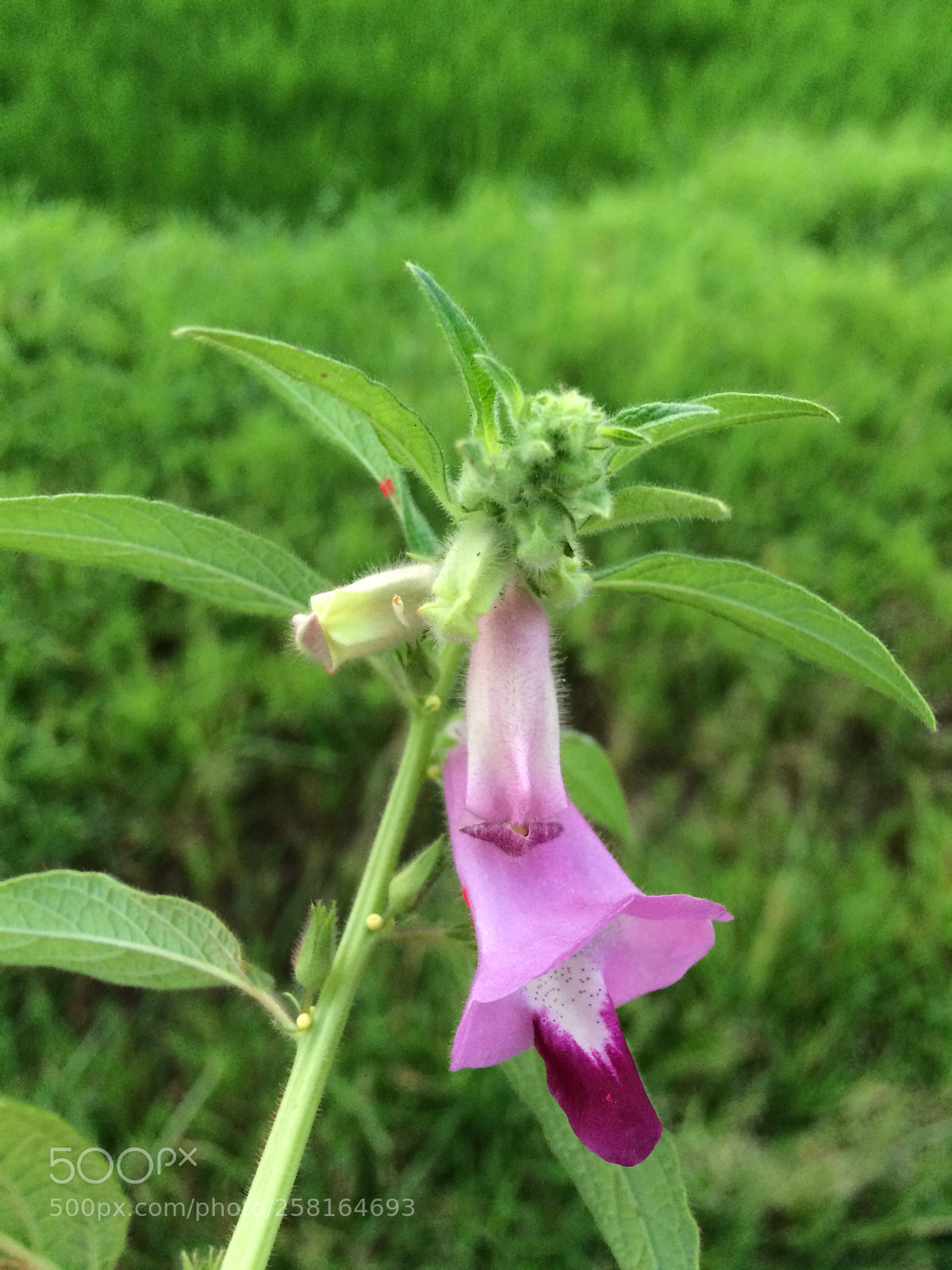 Apple iPhone 5s sample photo. Img photography