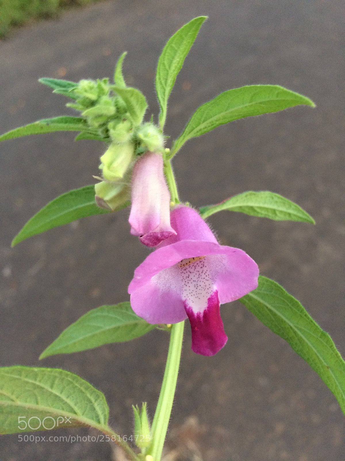 Apple iPhone 5s sample photo. Img photography
