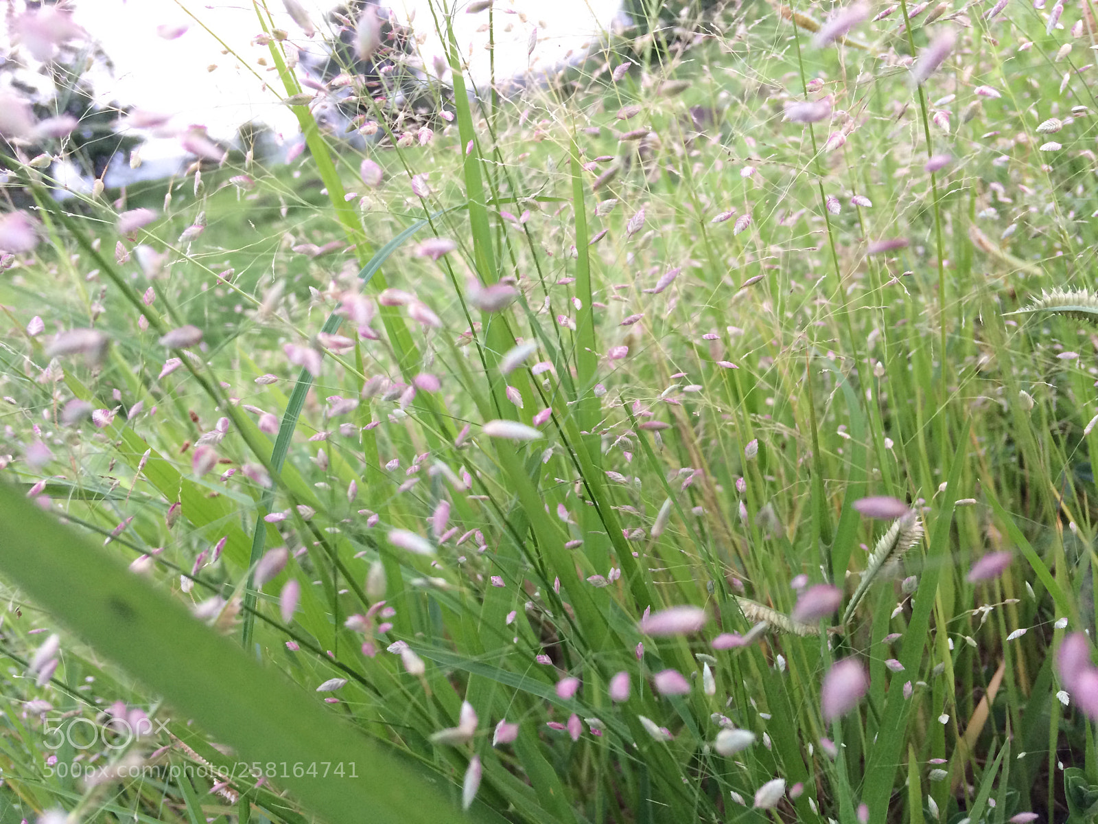 Apple iPhone 5s sample photo. Img photography