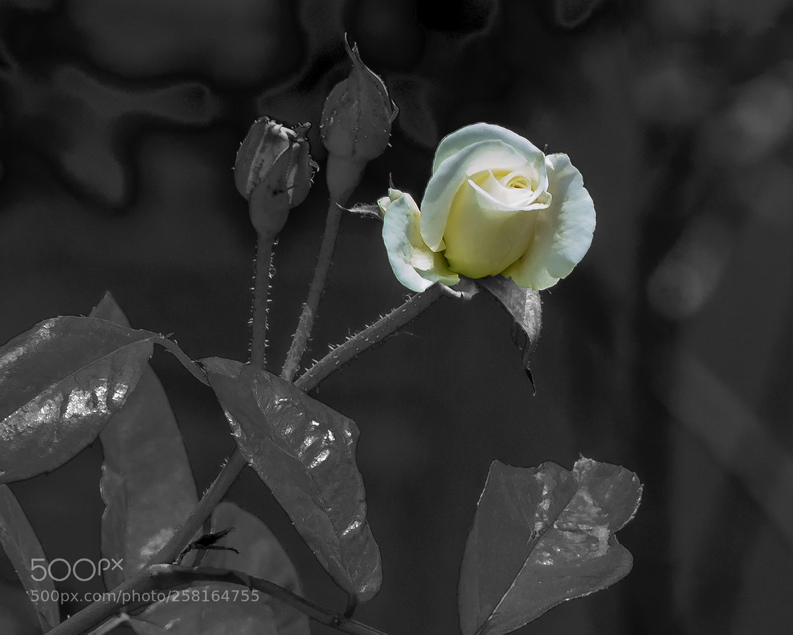 Nikon D5200 sample photo. Small rose photography