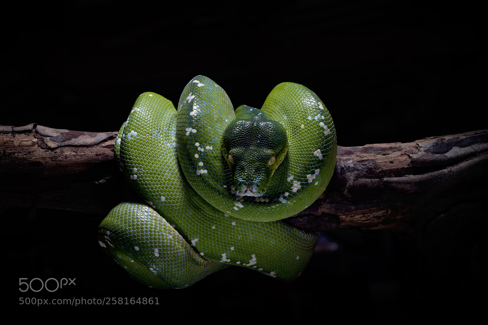 Sony a7 II sample photo. Green photography